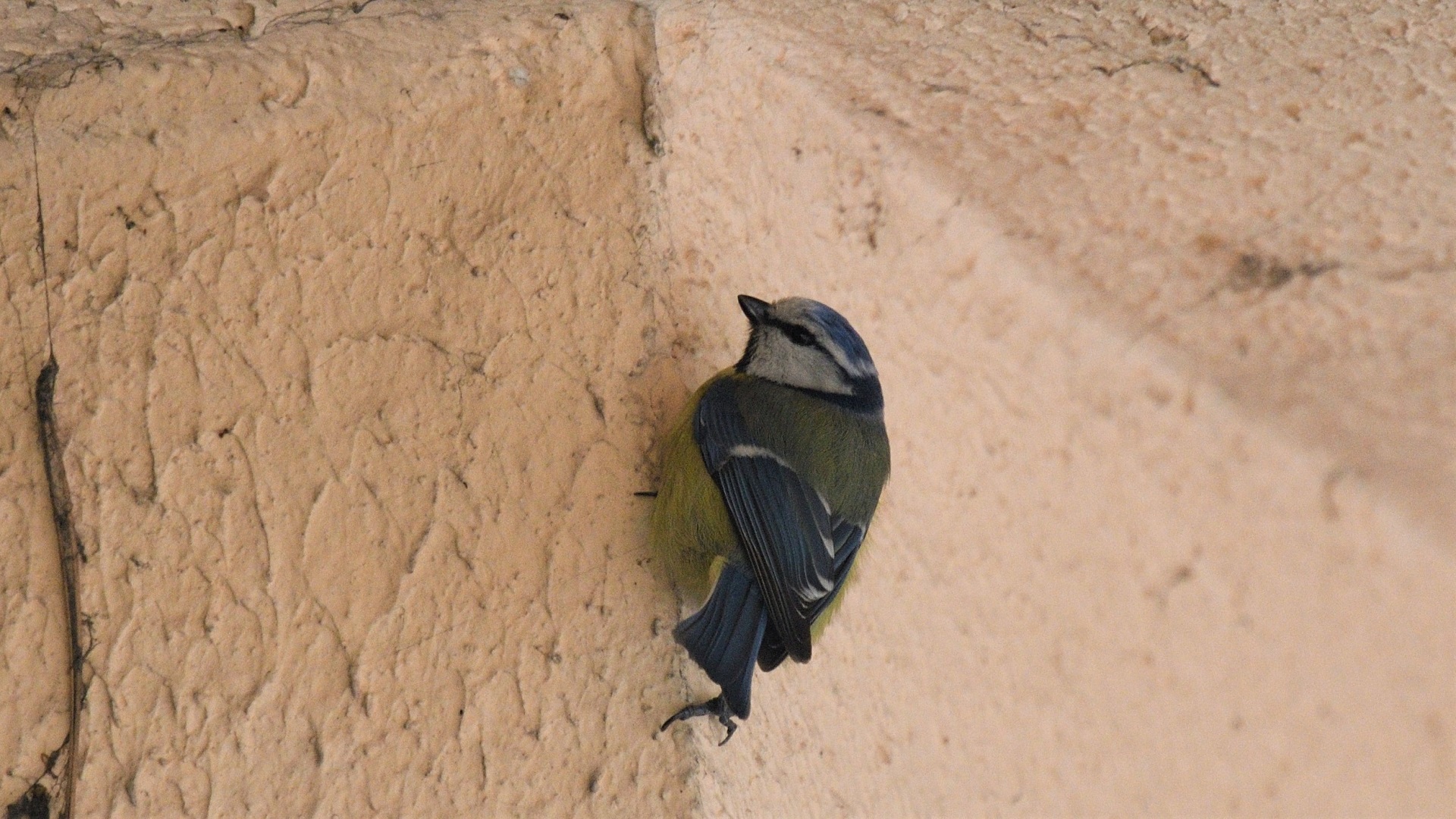Eurasian Blue Tit